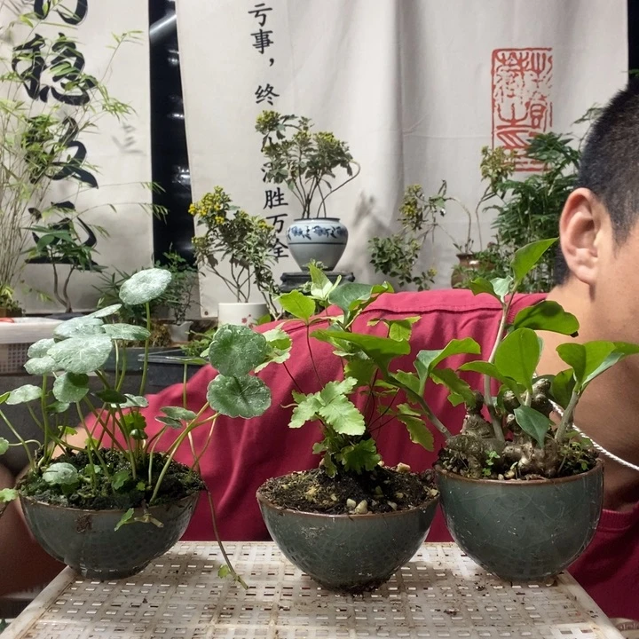 以实际为准盆景绿植绿植24