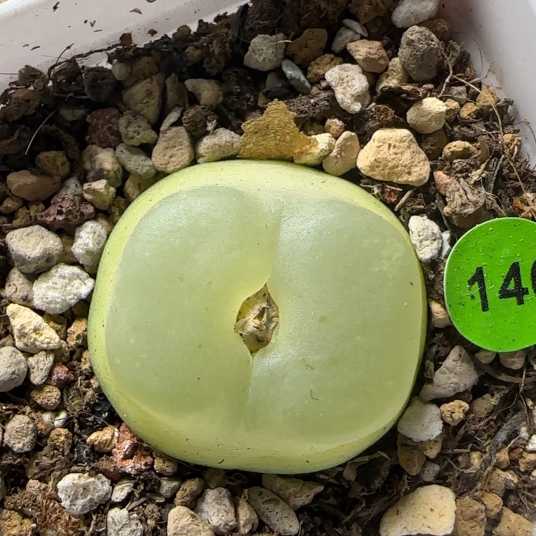 拉登2.68多肉植物146