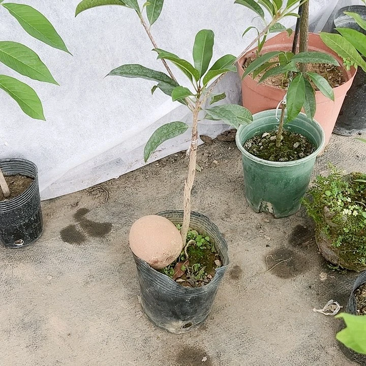 珍珠芭乐用****8257899999