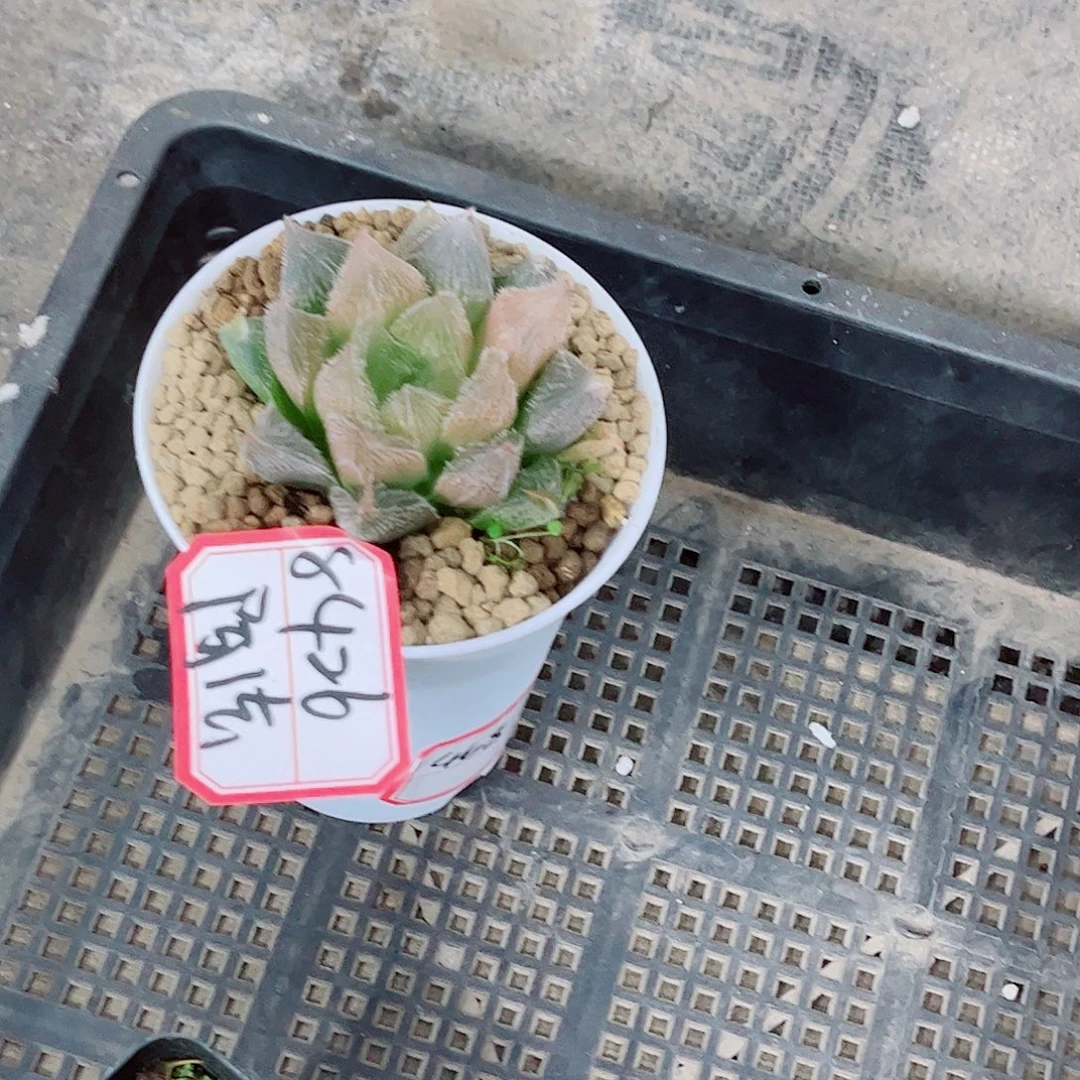 实生寿玉露一勿一拍