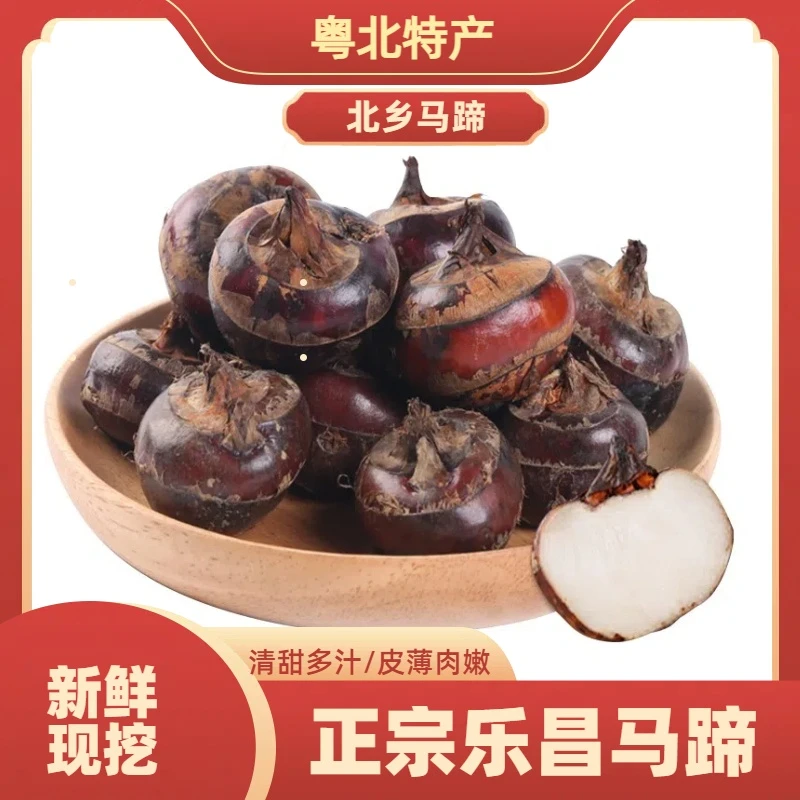 新鲜现挖 正宗乐昌北乡红皮马蹄 荸荠清脆多汁五斤装