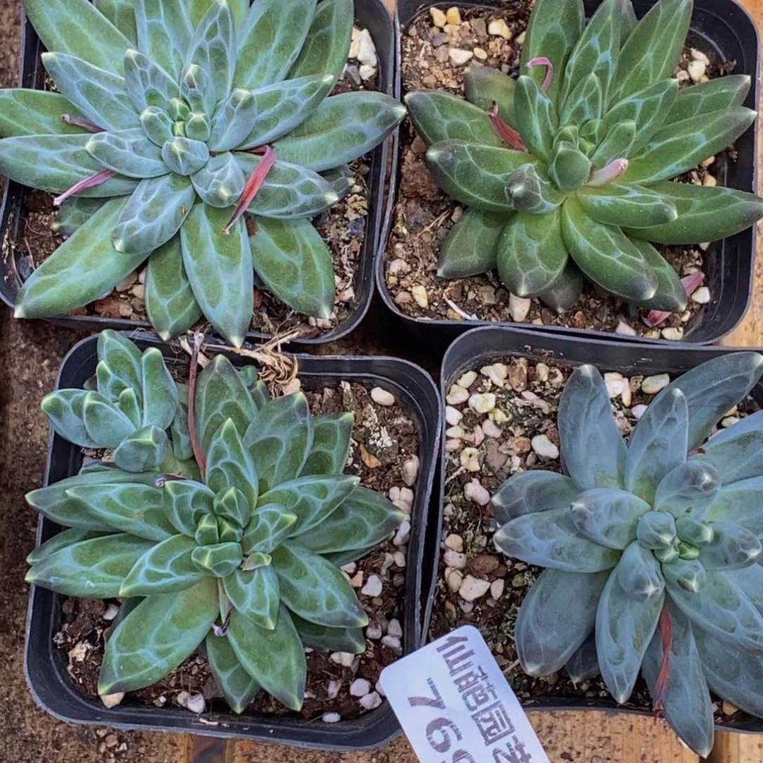 变***售769多肉植物我都不