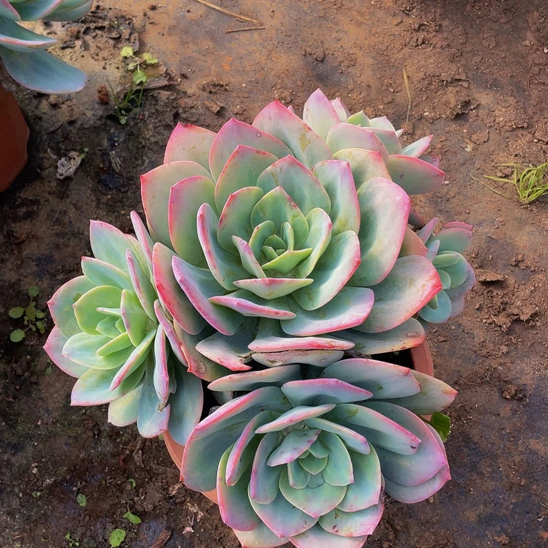 血凤29.8主头开花，