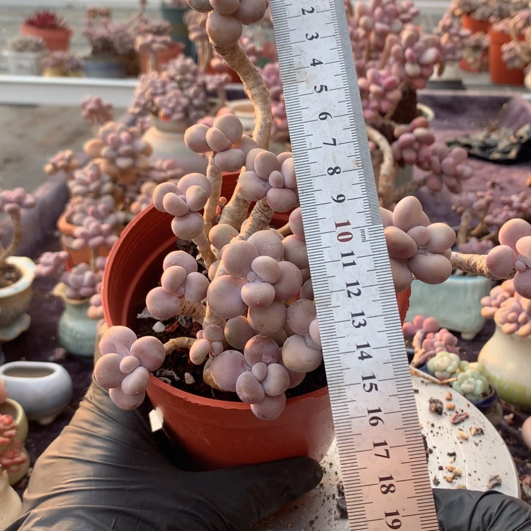 雪***子40号不带盆偏远地区不包邮的