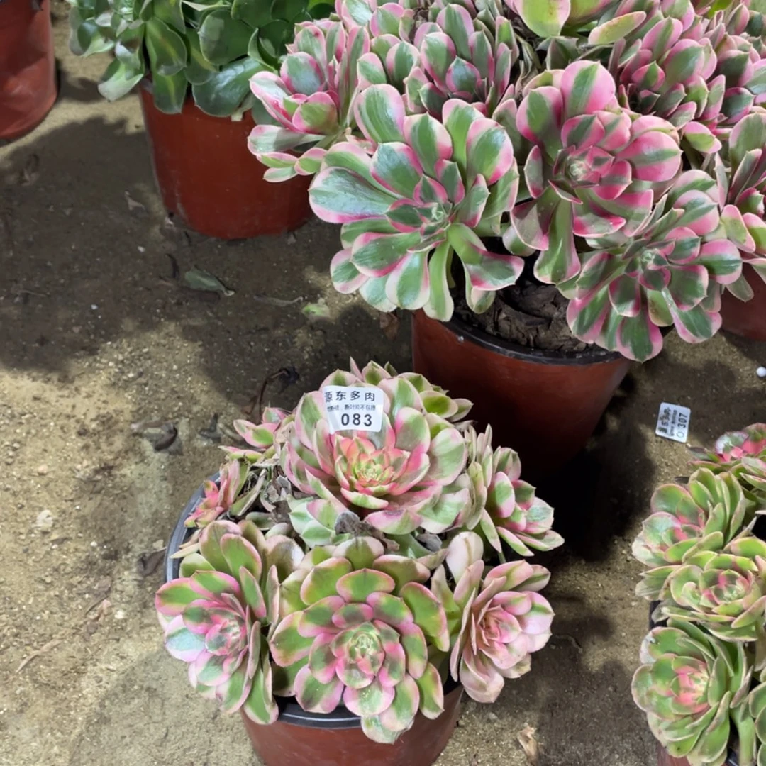 083倾城多肉法师断枝不包