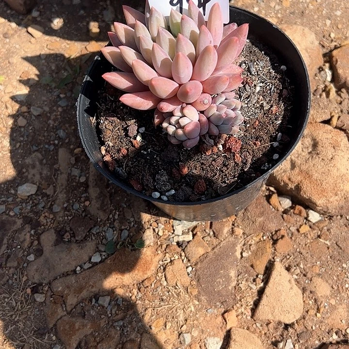 ?****?954/////////////////