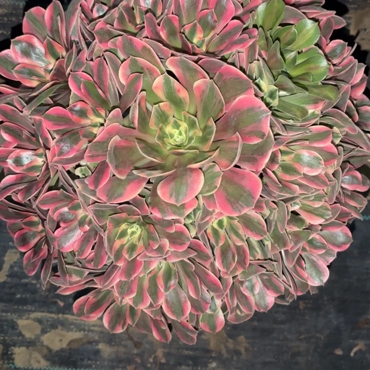 女妖多肉法师不包损26