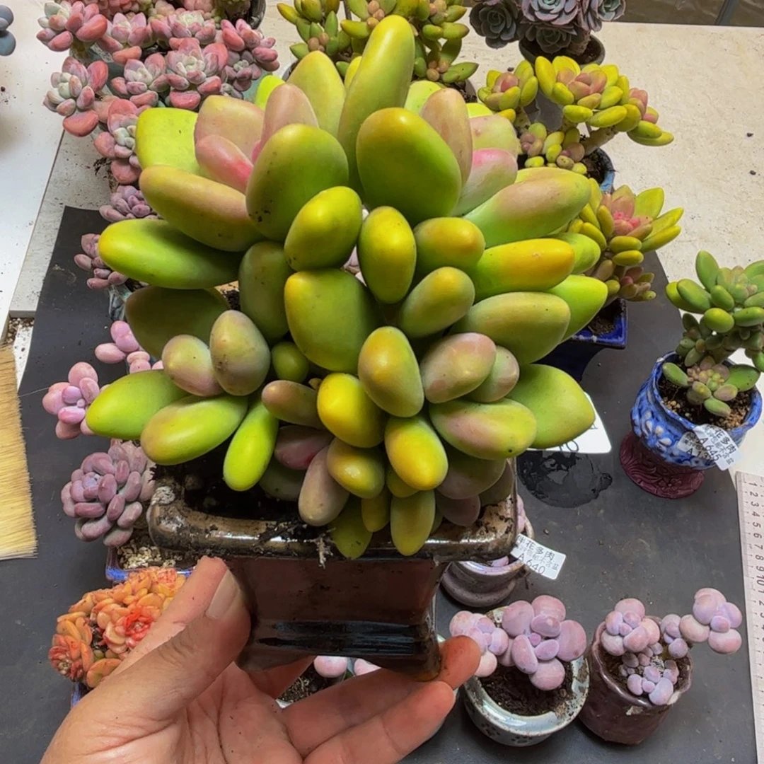 646芒果奶9cm多肉