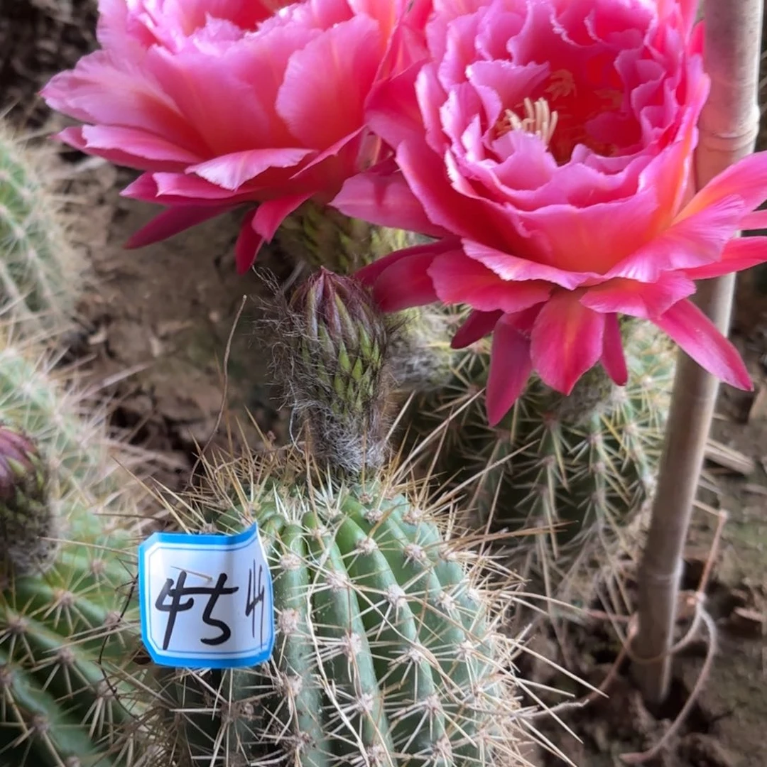 一****子49号带好仙人球毛花住