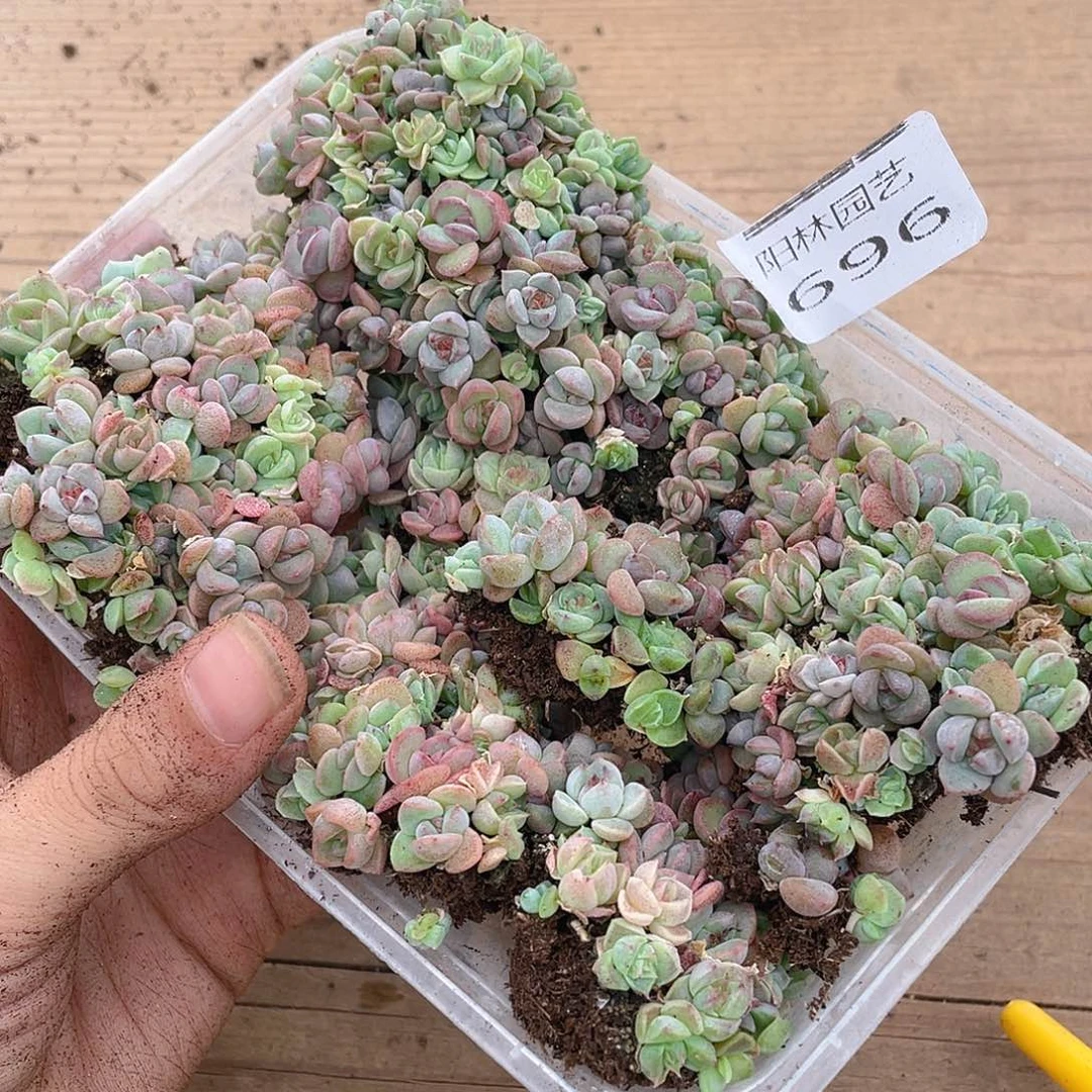 晴***暄多肉植物多肉植物696