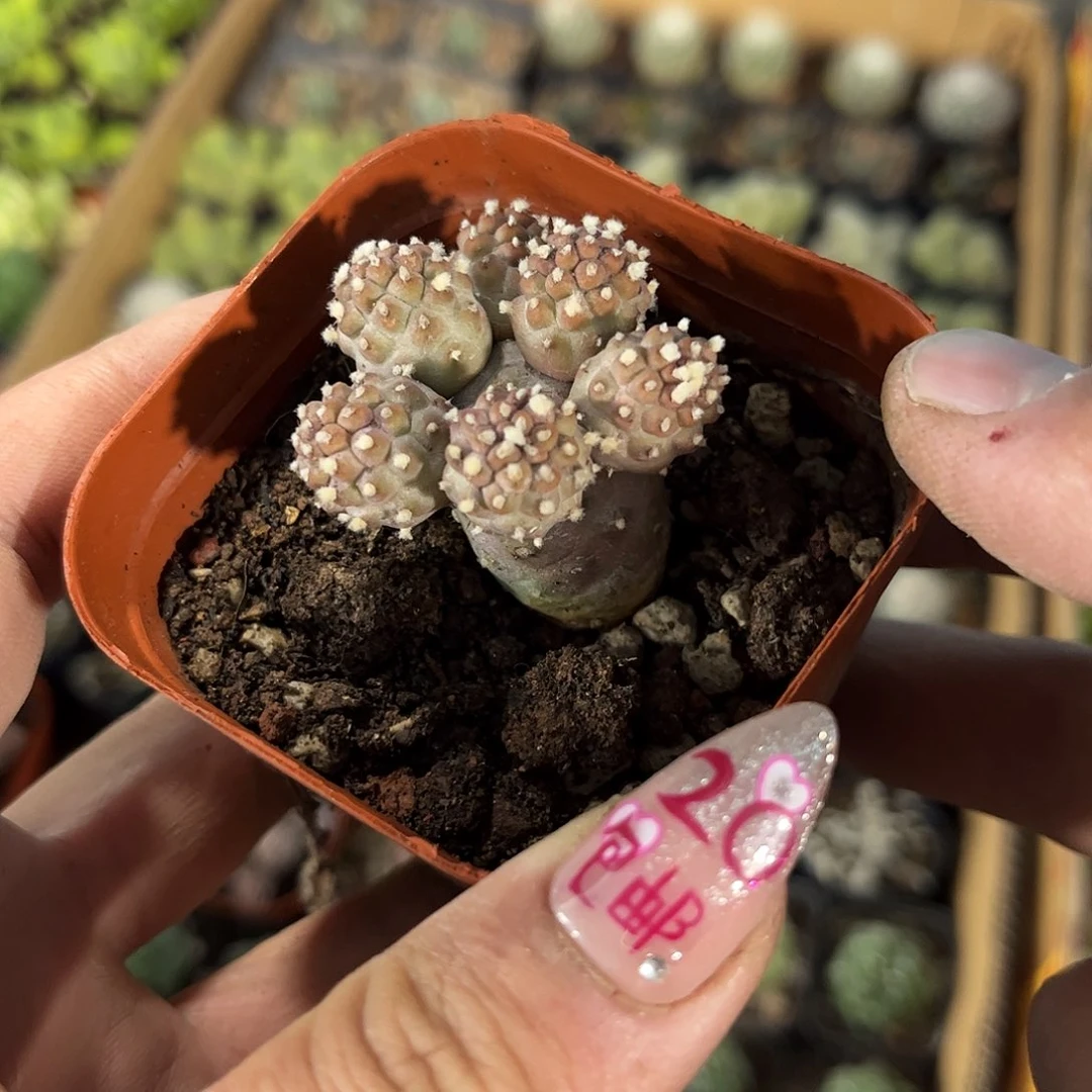 小型习志野单头发货有根