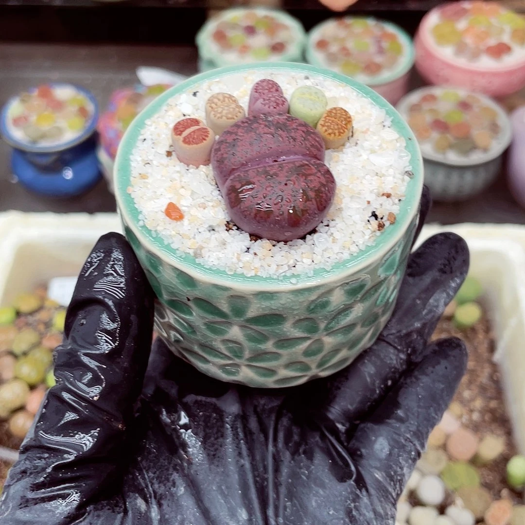 生石花18包邮0915-141