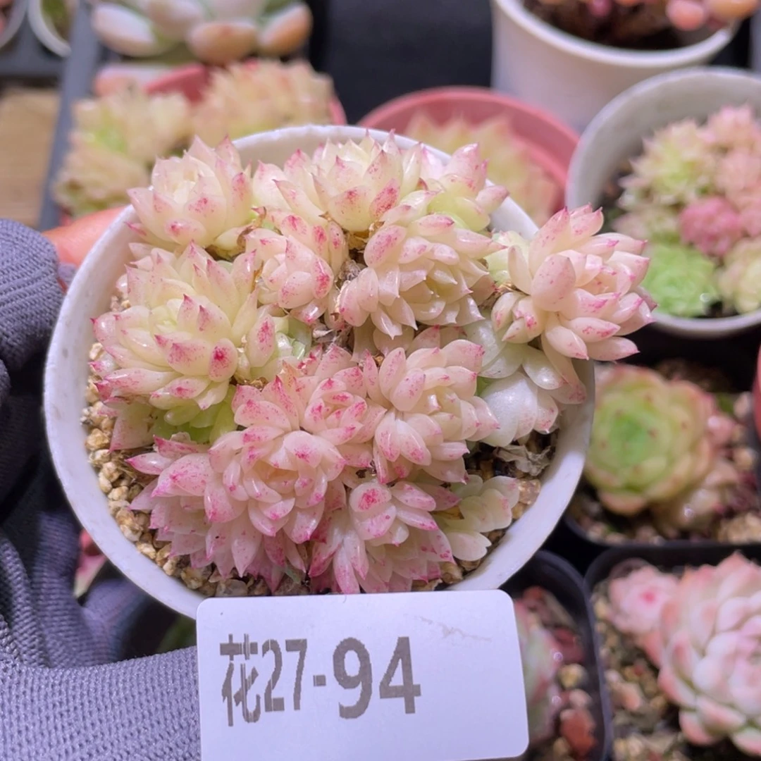 花利美27-94麦秆群