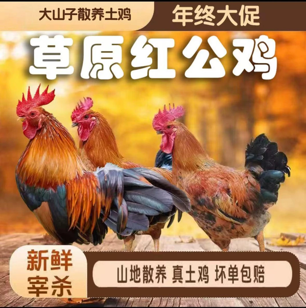 三只散养草原红大公鸡加一斤鸡胗一斤鸡心（共重10斤）