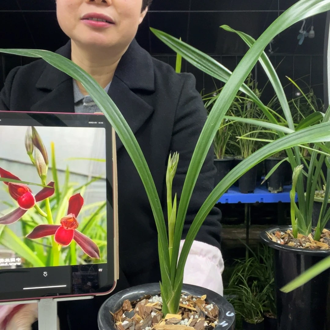 无花朵墨兰紫宸1苗