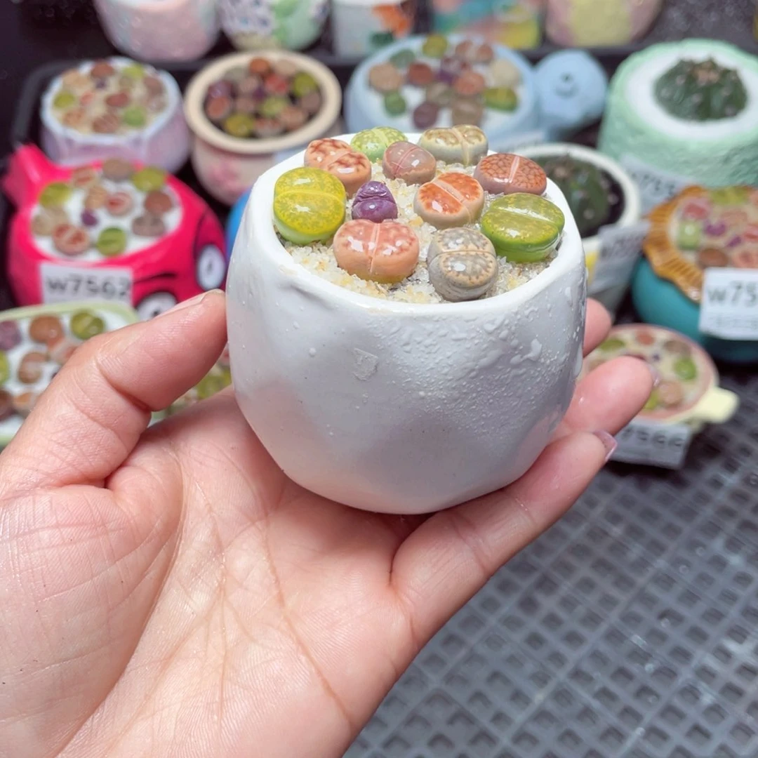 w7567 -零下地区拍保温箱-15支持寄养