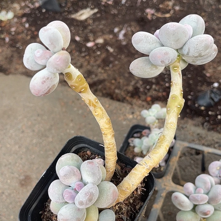 一物一拍满18包邮