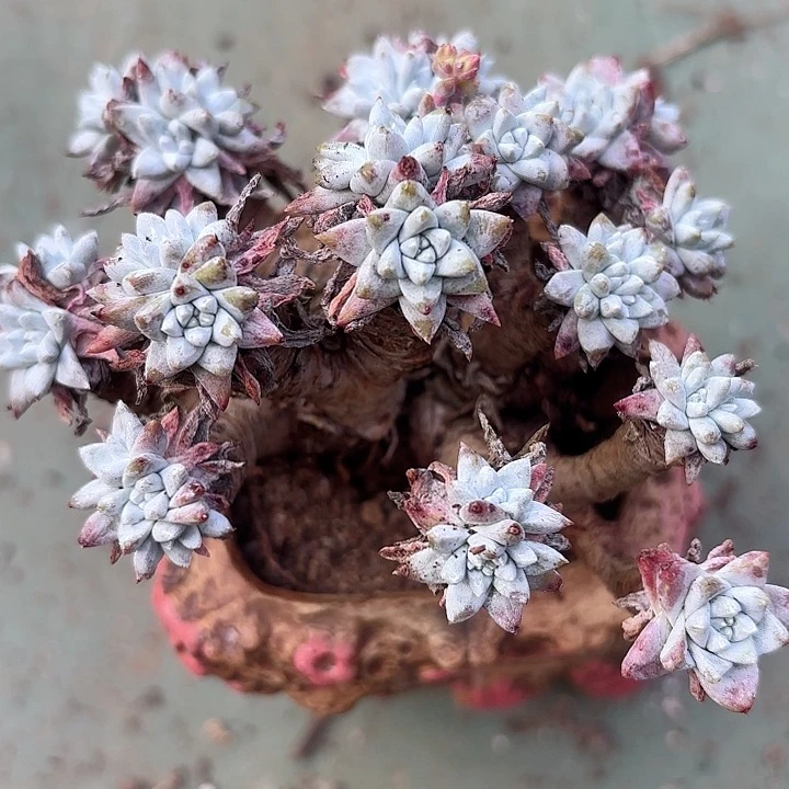 仙女杯多肉植物提取