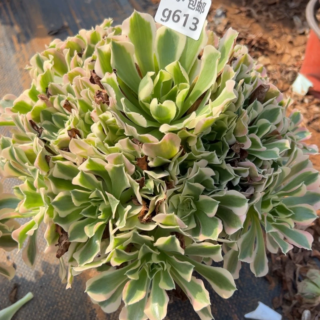 613雨花石，多肉法师