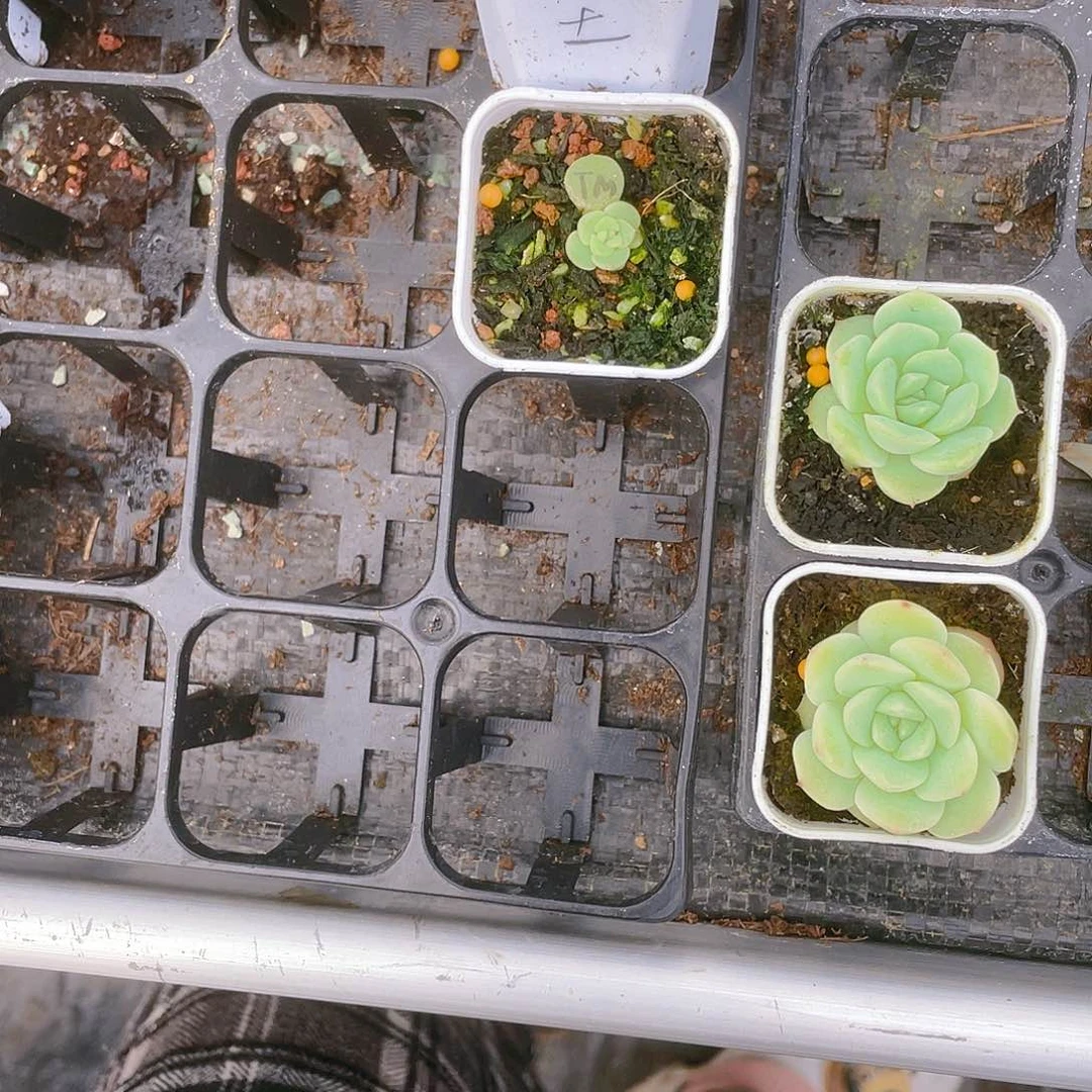 雾***?太妙苗盆一个满25包邮