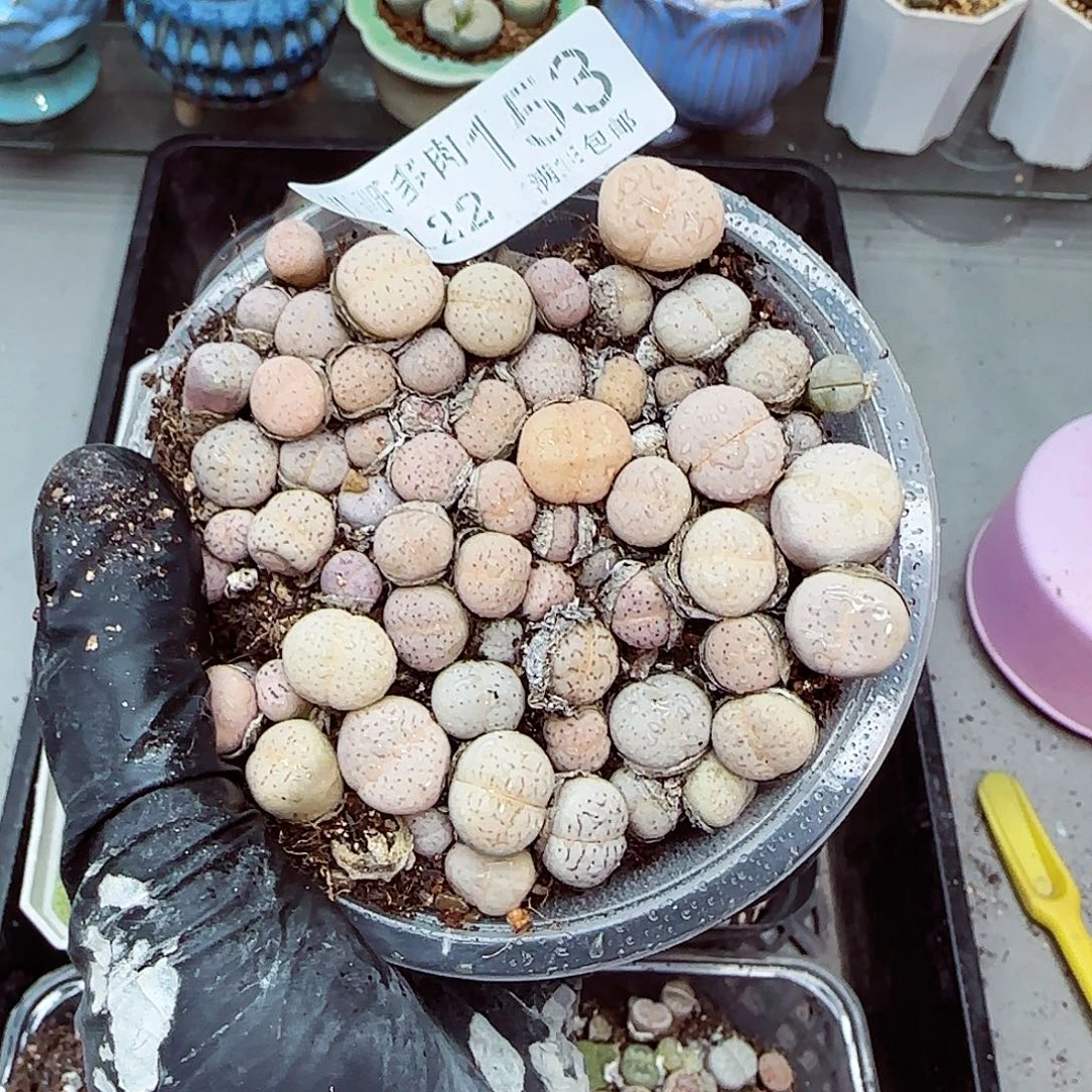 生石花满18包邮1122-153