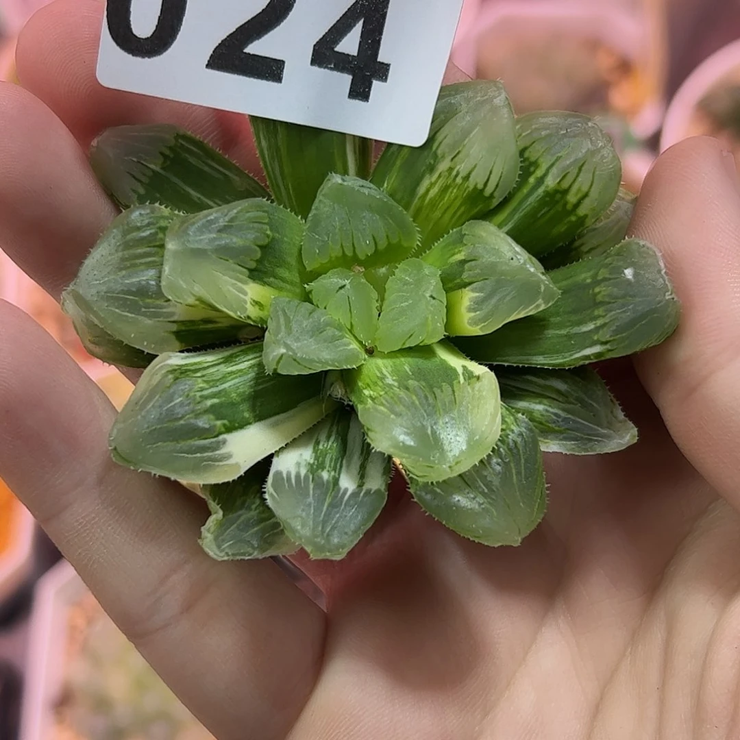 糯玉露锦十二卷多肉植物