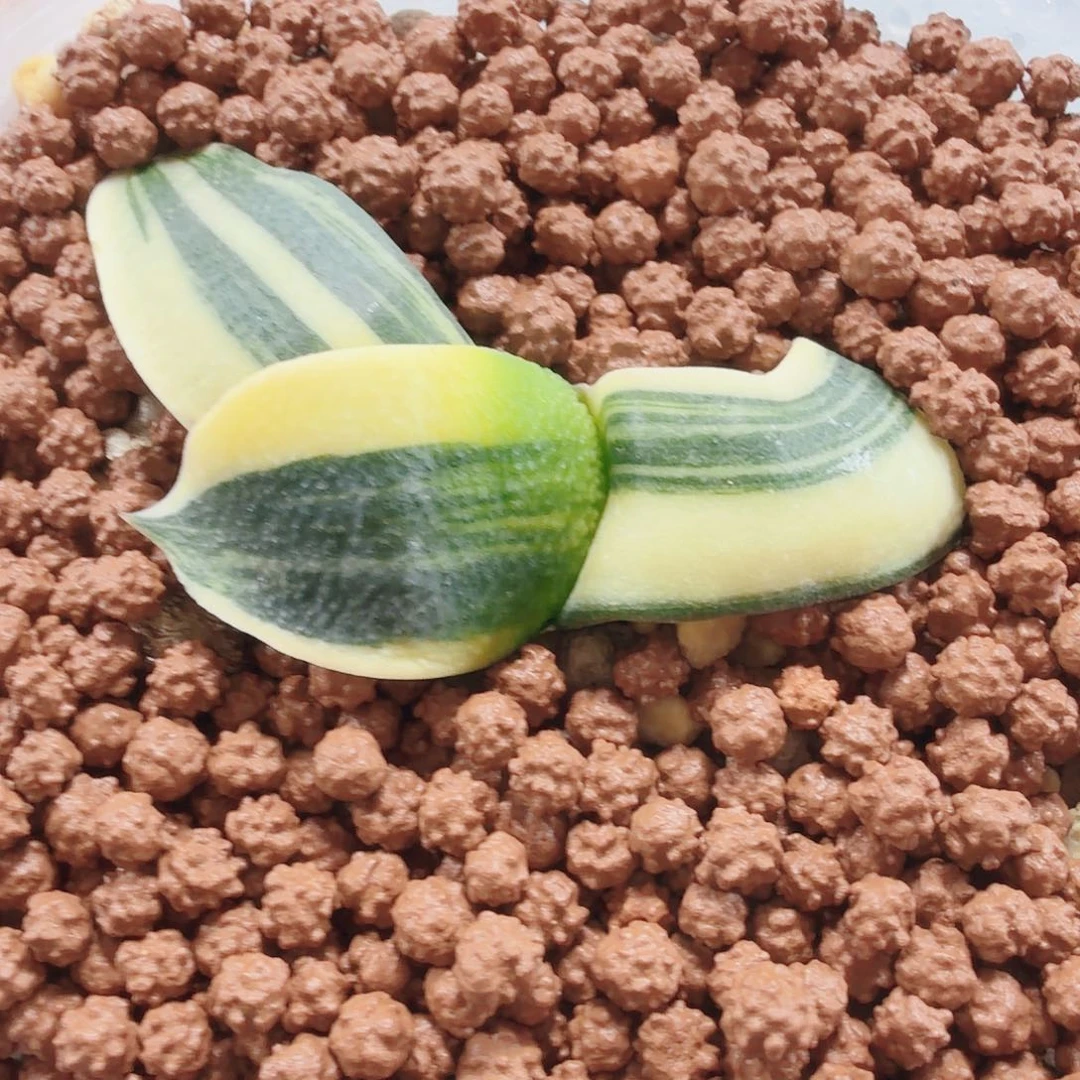 十二卷福利卧牛锦拉丝锦福利