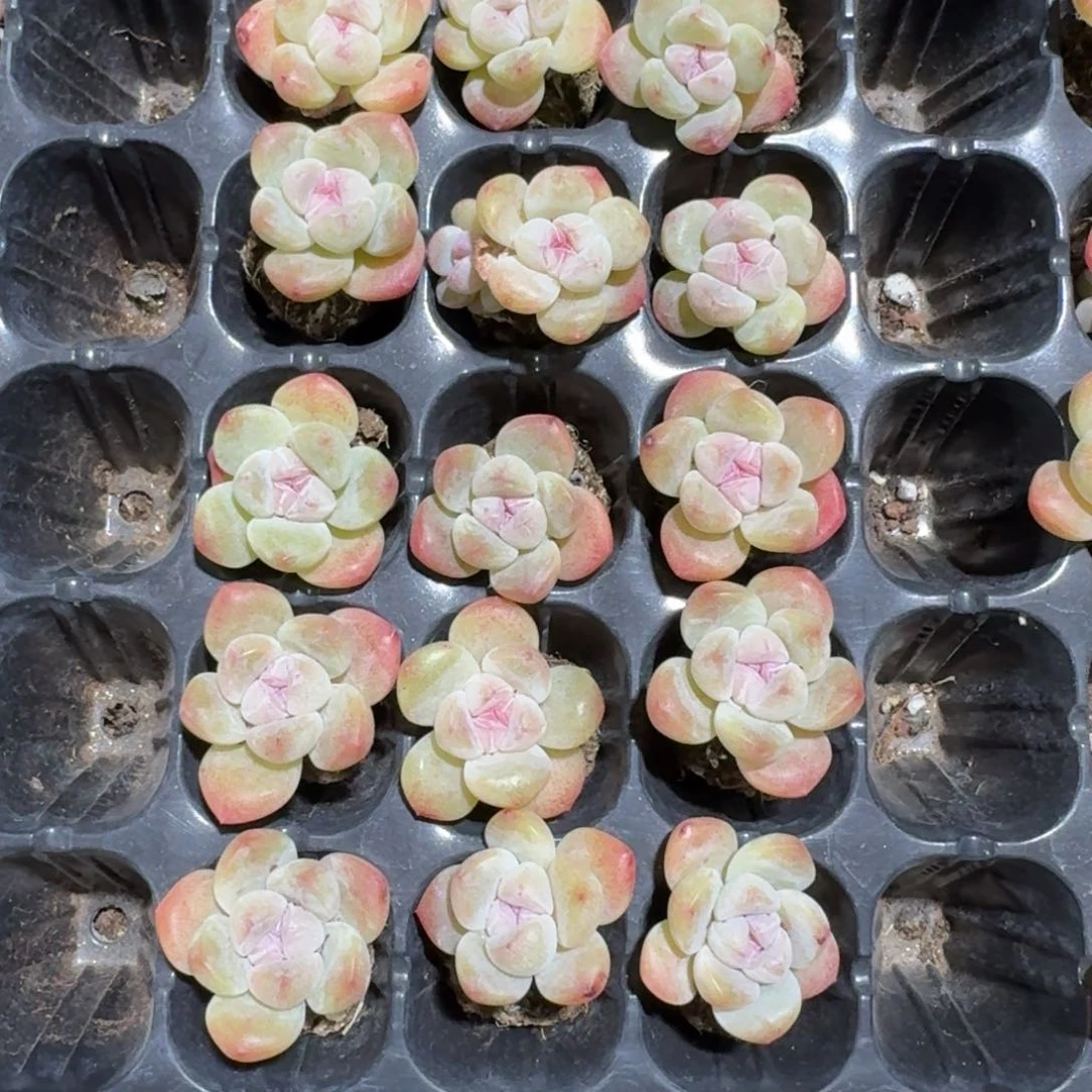 糖心冰玉15颗一组