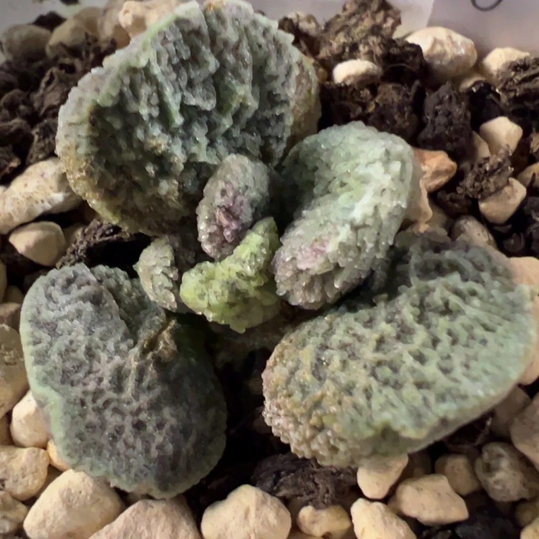 W***୭实生新品多肉植物水泡