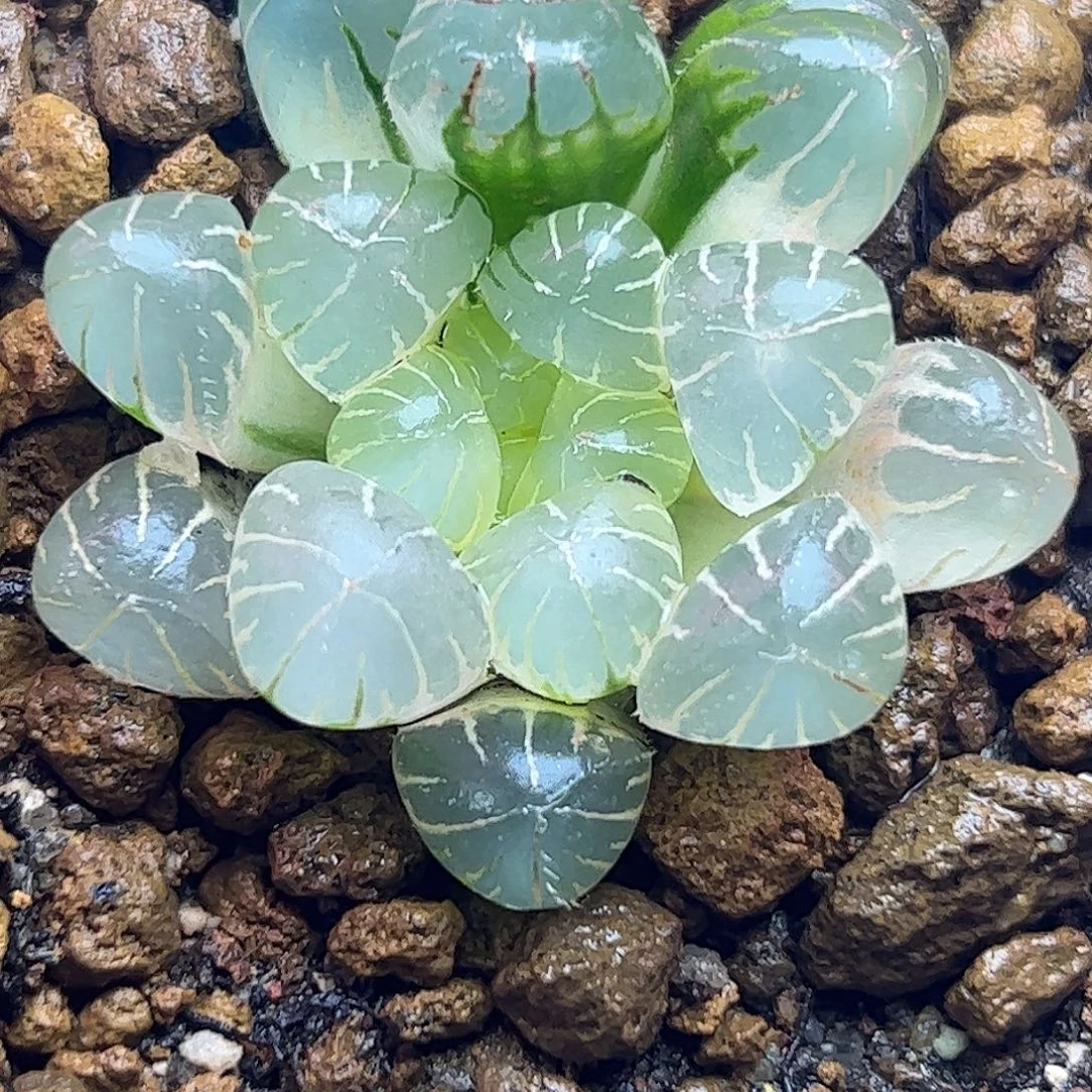 糊斑孙灯锦十二卷