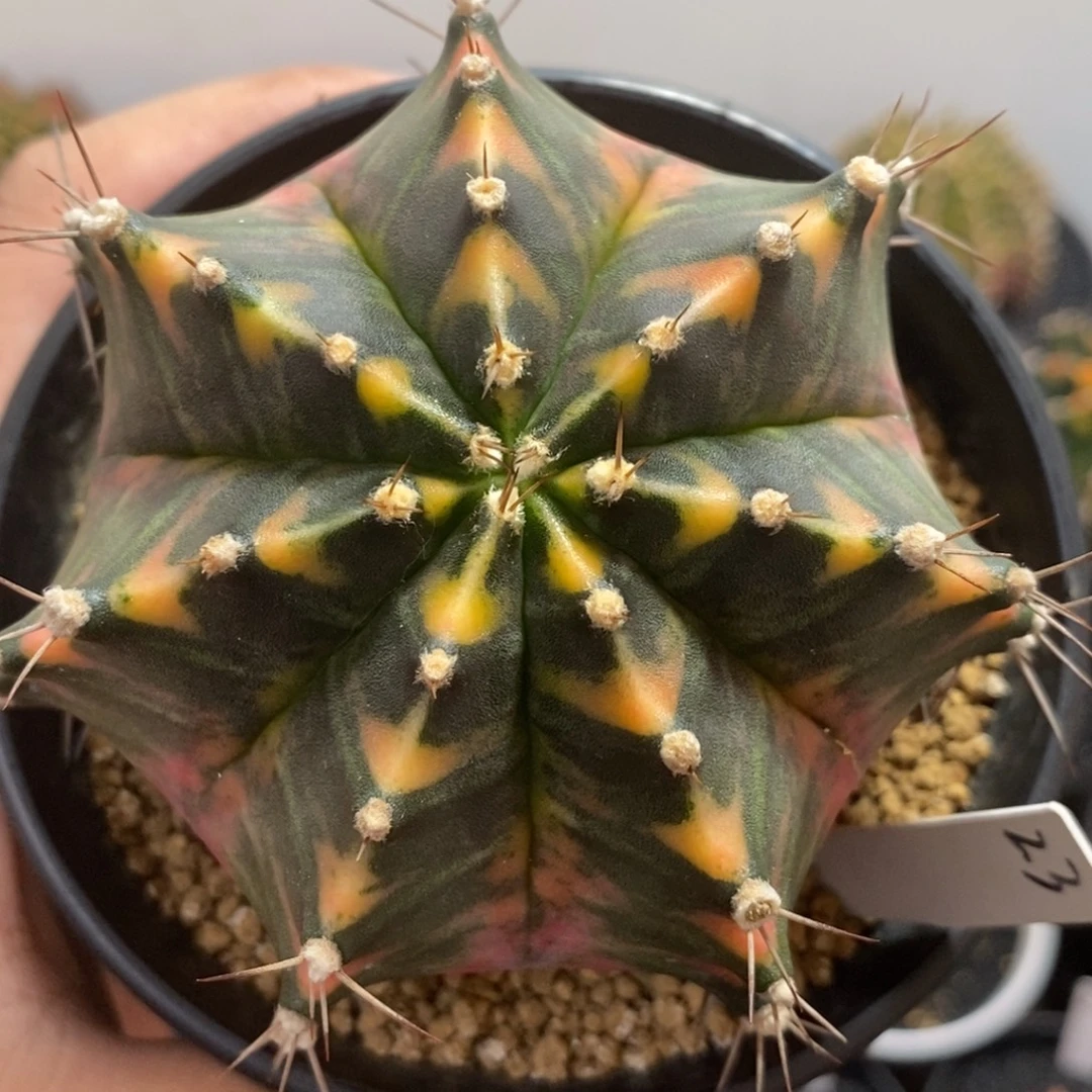 泰系全品米哈—带盆土发货26