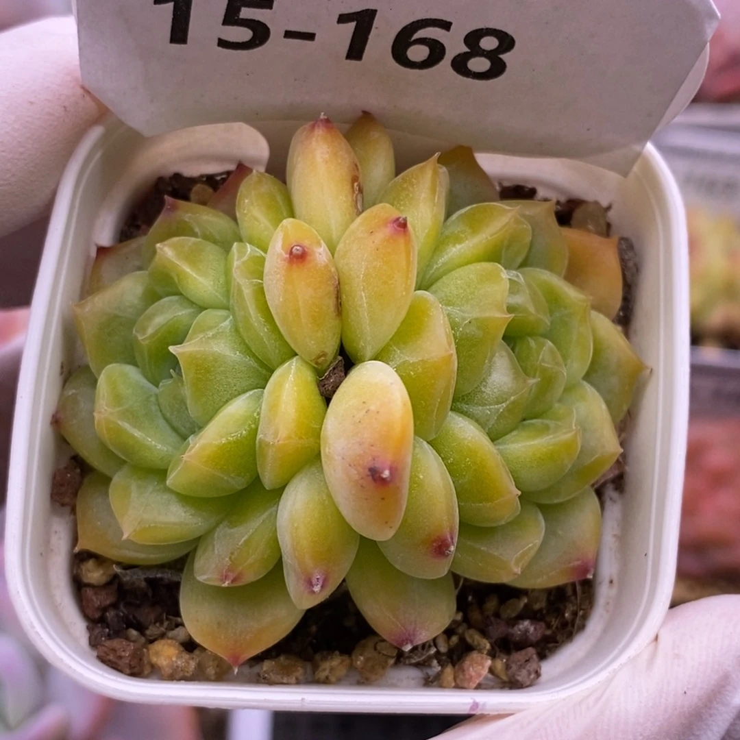 【闪购商品】15-168