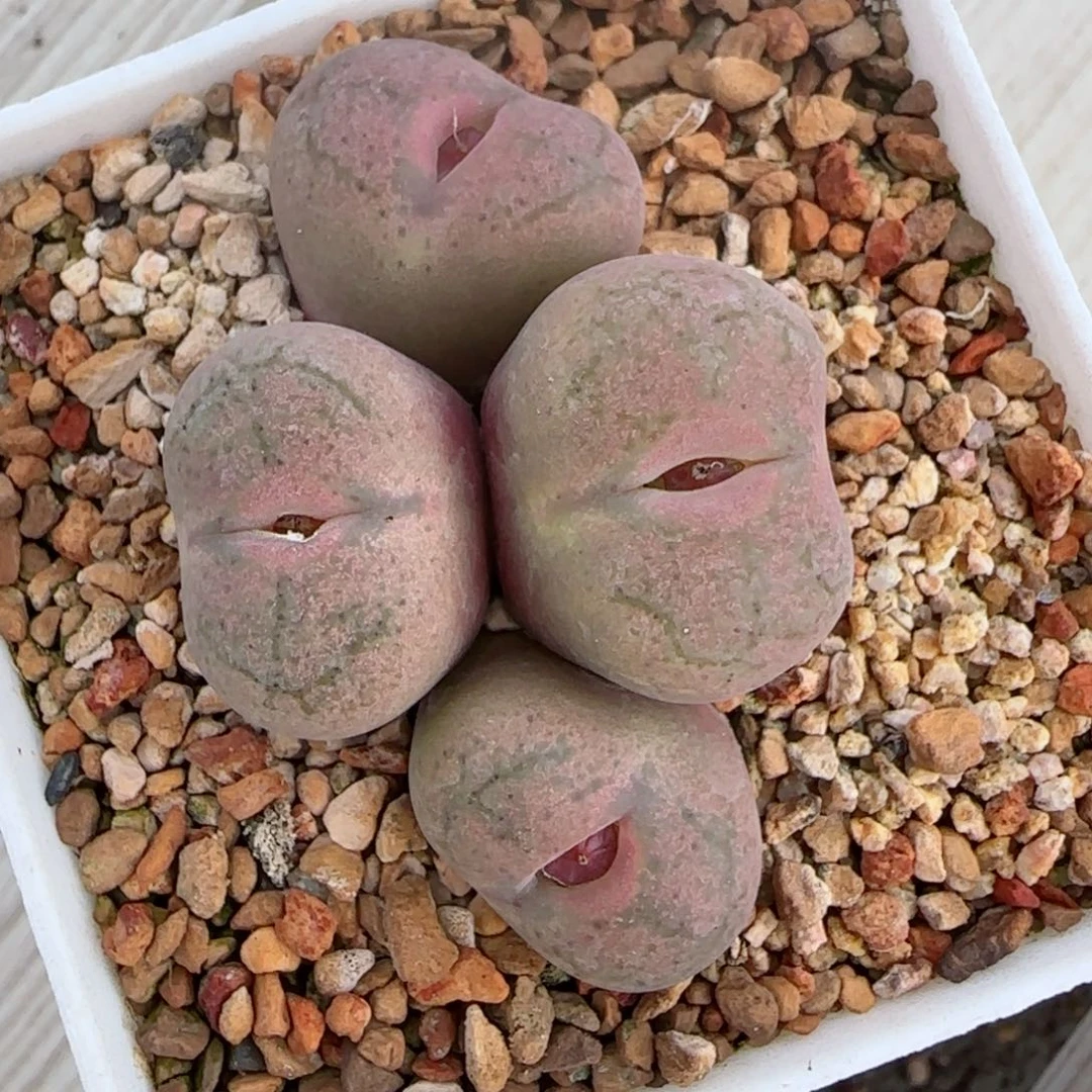 丁*精品多肉大杂交50号