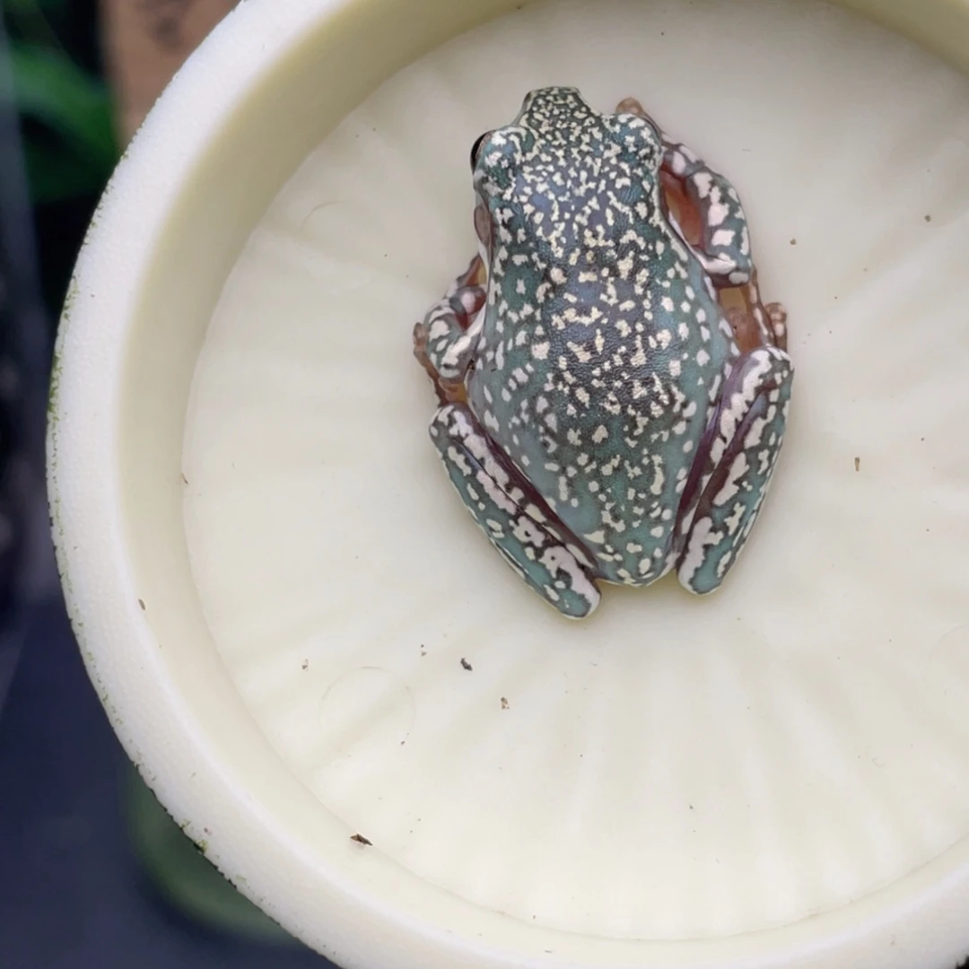 老爷树蛙4号极品暴雪蓝