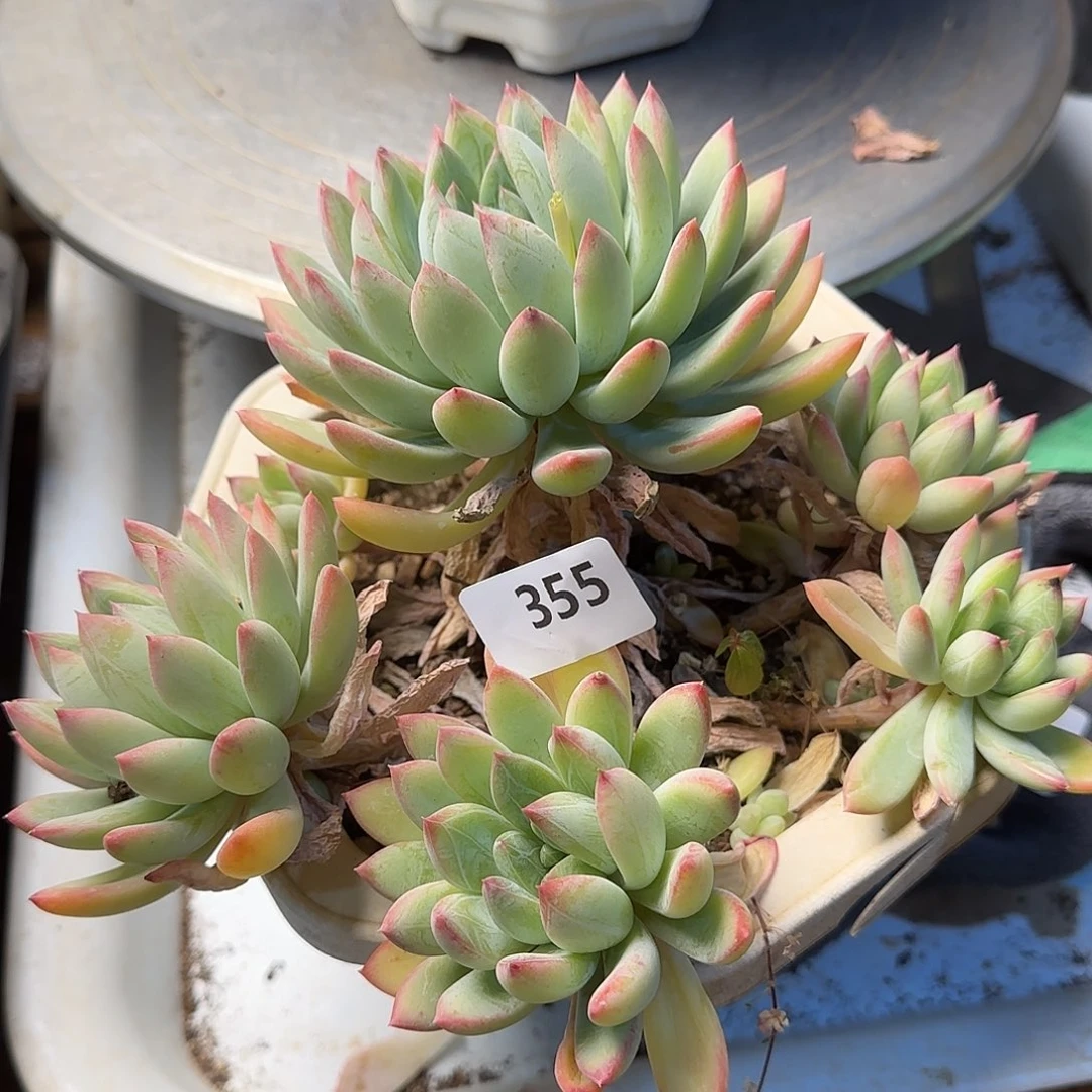 芙*355号 一物一拍