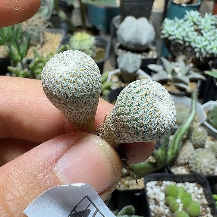 467月世界2个一份脱土发货