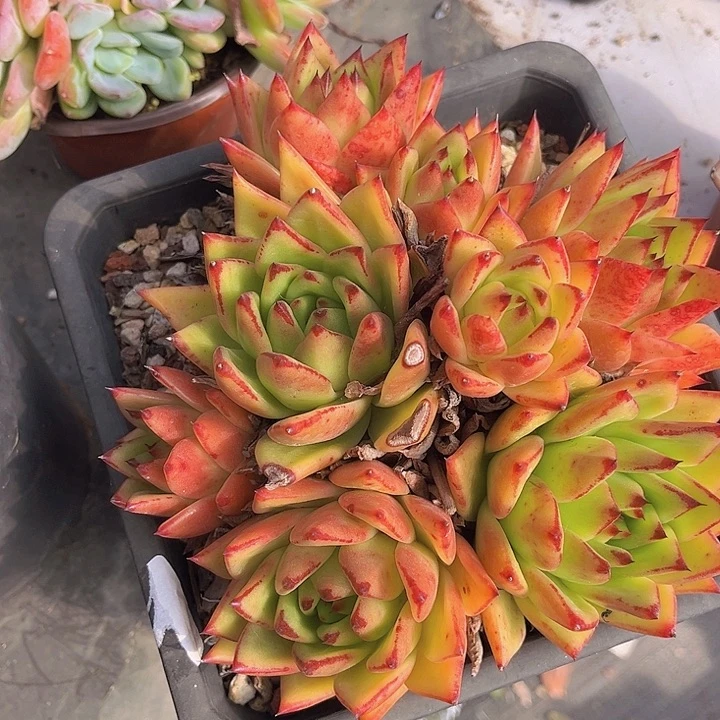 橙乌木2960多肉植物