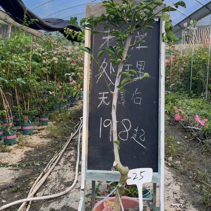无花朵三角梅三角梅25