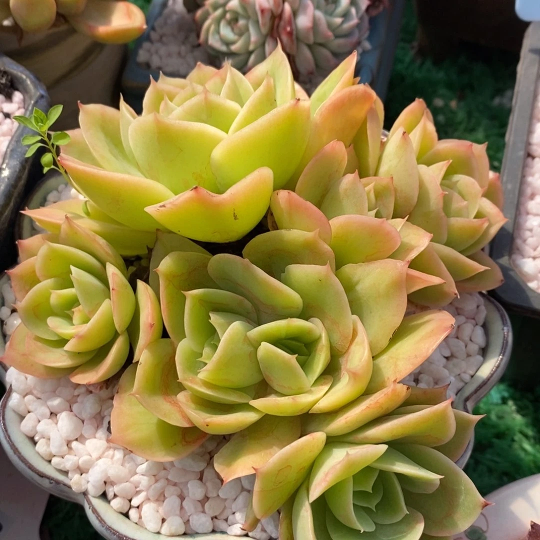 星娜塔多肉植物盆栽