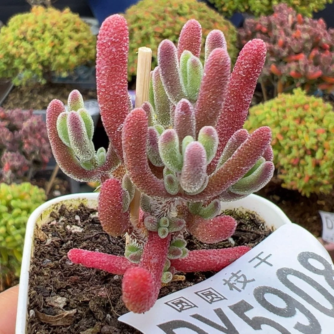 dy5908实生紫钻冠幅3.5cm