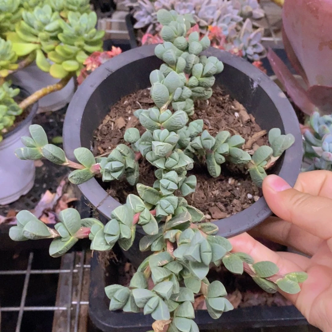 鹿角海棠整桩整群