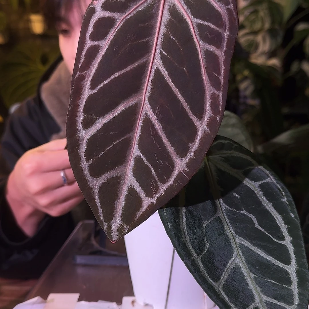 不开花植物G474红伊芙杂银骑士
