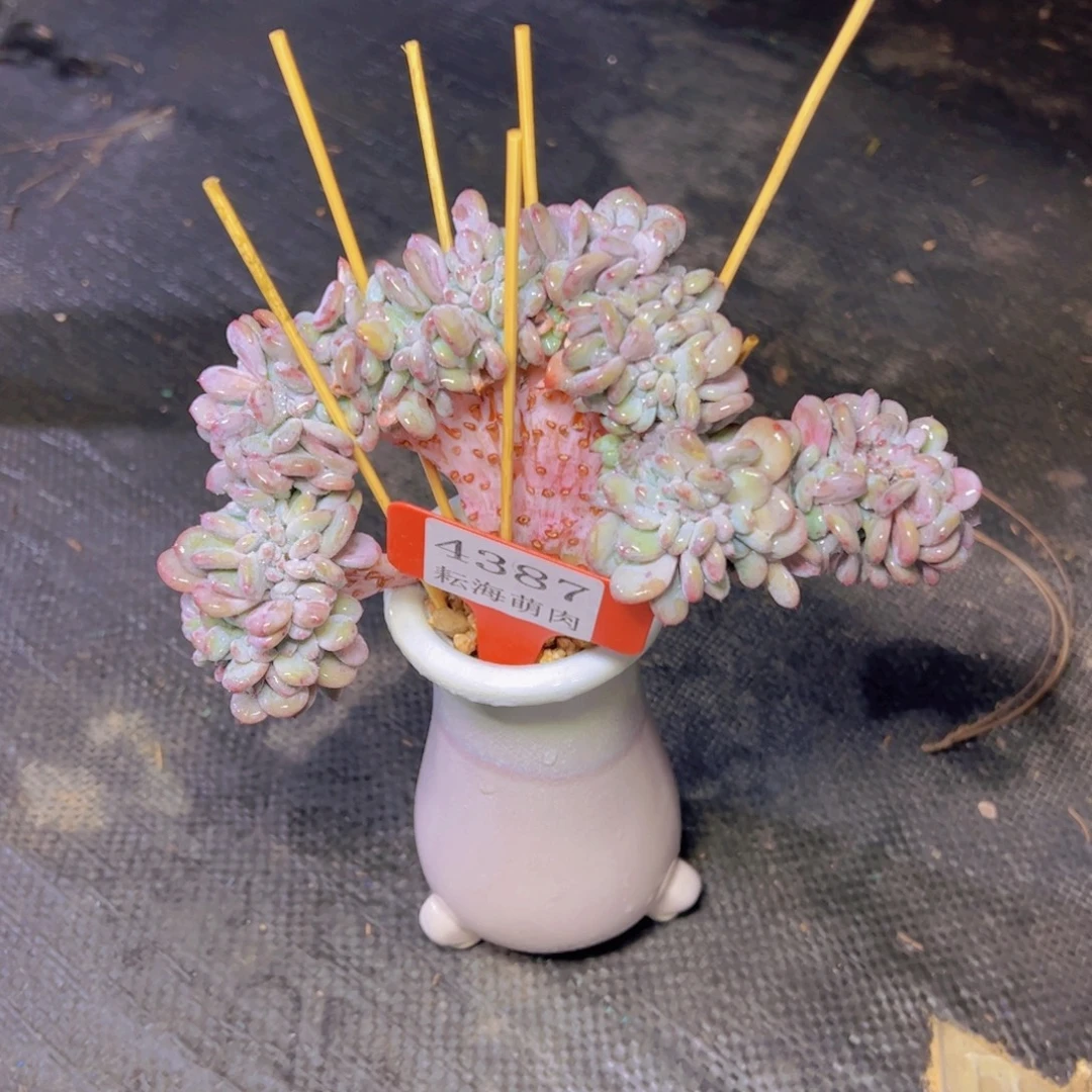 ꧁***꧂香香雪缀化4387多肉植物带盆分开发