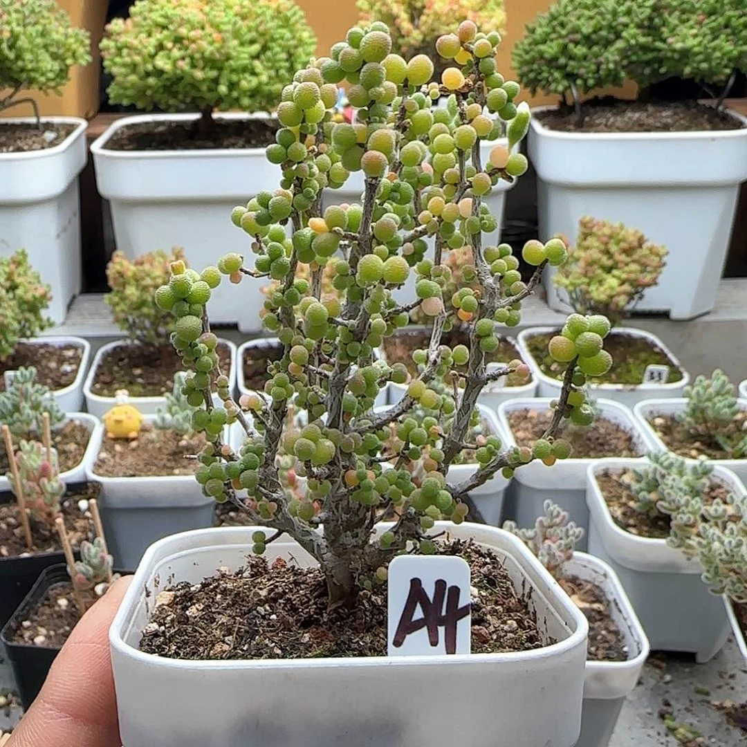 实生米粒枝干番杏