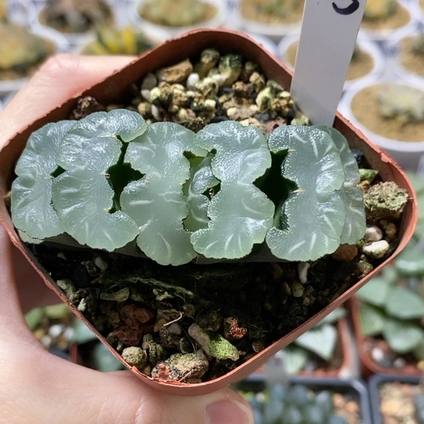 【闪购商品】33稻妻鬼岩城