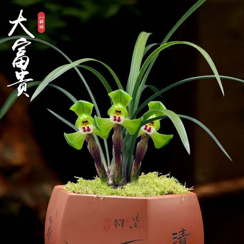 带花苞兰花苗大富贵春兰矮种浓香型老种室内名贵花卉绿植物盆栽