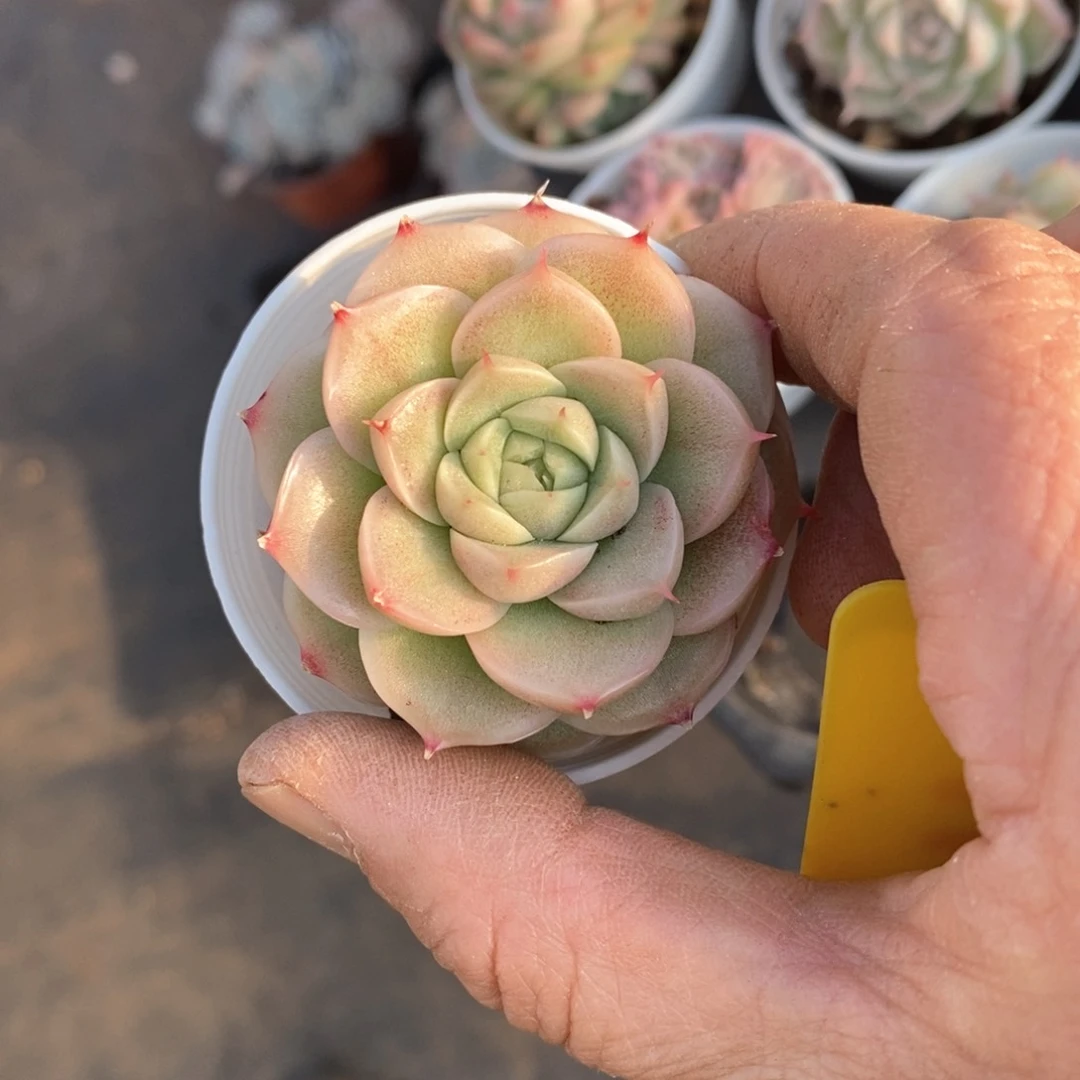 精品多多肉一物一拍不包整11