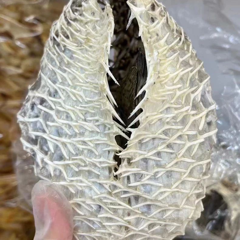 渔民佬大刺龟皮刺豚鱼皮刺鲍鱼海刺猬海胆皮特产海鲜干货煲汤暖胃