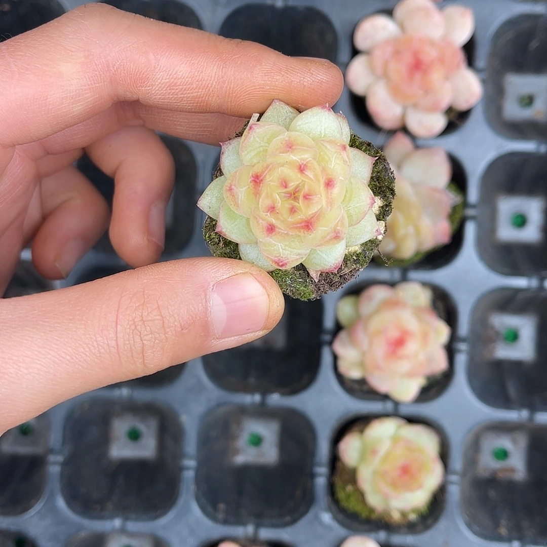 多肉一物一拍31-178