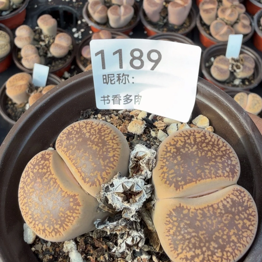 蓓***蓓多肉。